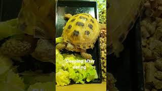 Trunky Horsefield Tortoise sleeping [upl. by Aikemet]