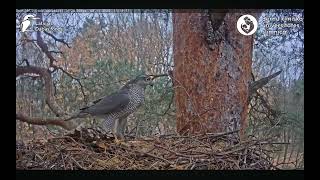 Goshawks RigaBKUS ☆ 8 November 🌰Auch Nest 2 wird inspiziert [upl. by Nanreik]