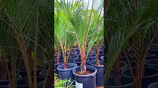 palms Dypsis decaryi landscape [upl. by Daphene]