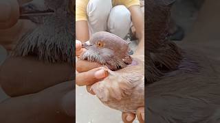 High flyer Kabuter 🐦 high flyer pigeon 🕊️trainding pigeon kabuterbaaz youtubeshorts [upl. by Atirys]