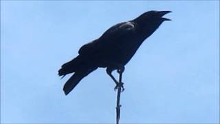 American Crow cawing [upl. by Georges]