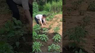 Sustainable Farming How Thai Farmers Use Rice Straw for Bumper Chilli Crops 🌶️😳 [upl. by Silver]