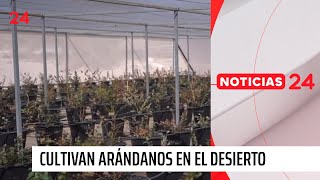 Científicos chilenos cultivan arándanos en el desierto gracias a microalgas [upl. by Yartnod]