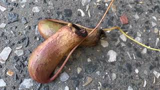 What has my carnivorous plant eaten Nepenthes ventricosa [upl. by Wera525]