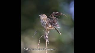 GoldenHeaded Cisticola australianbirds australiannativebirds [upl. by Depoliti]