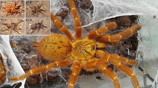 Pterinochilus murinus цветовые формы  забор кокона Ядовитый паук [upl. by Bradly]