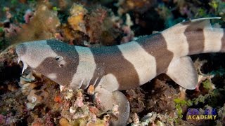 Longtail Carpet Sharks  SHARK ACADEMY [upl. by Htur200]