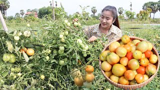 Harvest round tomato from backyard for cooking  Yummy tomato fried fish recipe  Country chefs [upl. by Sirret]