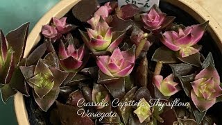 Crassula Capitella ssp Thyrsiflora Variegataクラッスラ 茜音の塔クラッスラ 暁の峰 [upl. by Girvin624]