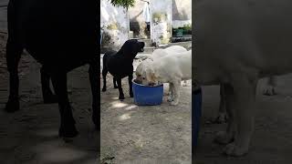 Labour dog Viral video Youtubeshort short video viral [upl. by Rena582]