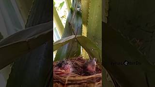 E1Baby bird attacked by ants [upl. by Seagraves]