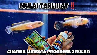 Channa Limbata 2 bulan Full pelet  Premium Maxi amp Maximum Ginan Aquatic [upl. by Araht]