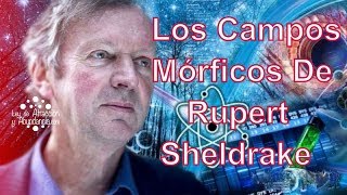 Los Campos Mórficos De Rupert Sheldrake [upl. by Ramaj672]