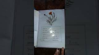 Herbarium project file [upl. by Wayne]