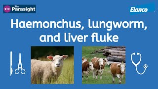 Liver fluke Haemonchus and lungworm [upl. by Soisinoid862]