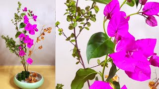 Purple Bougainvillea Arrangement Ideas [upl. by Lledrac]