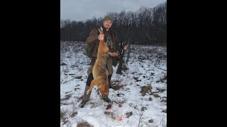 E 6 Lov čaglja u Hrvatskoj  Hunting Golden Jackal in Croatia [upl. by Hare]