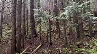 Late rifle Blacktail hunt western Washington  final day 2024 [upl. by Atsirhc96]