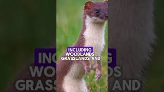 5 facts about stoat factsstoatstoatsshortsshortanimalsfive5educationaleducation [upl. by Zandt]