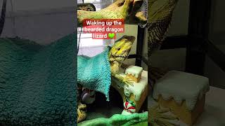 Waking up the bearded Dragon Lizard shorts short youtubeshorts shortvideo shortsvideo happy [upl. by Hanej366]