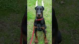 why Dobermans and Rottweilers tails docked ✂️  is it good or bad  தமிழ் [upl. by Einnus149]