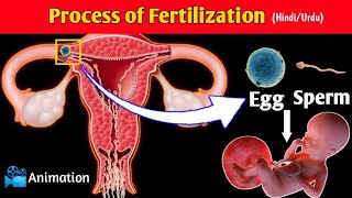 FertilizationConception Process in UrduHindi  Conception Explained in Urdu  Pregnancy [upl. by Aicilla173]