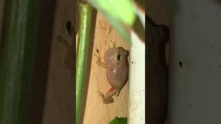 Coqui frog sound  El Yunque Puerto Rico [upl. by Mast]