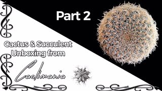 Plant Swap with Cactimania Part 2  Cactus and Succulents [upl. by Heins]