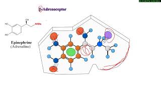 16 Medicinal Chemistry of ANS drugs  Adrenergic Drugs شرح بالعربي [upl. by Derrek323]