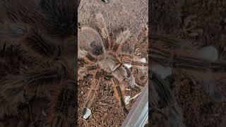 Our 10 year old Chile rose tarantulawincey [upl. by Suirtemed]