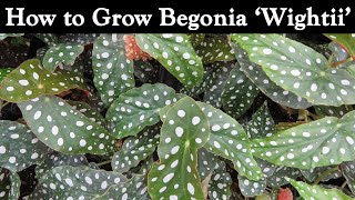 How to Grow Begonia Wightii [upl. by Niobe]