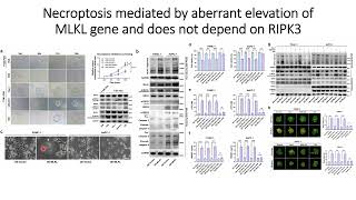 Necroptosis is mediated by upregulation of the MLKL gene amp is not dependent on RIPK3 gene Code 656 [upl. by Zzahc196]