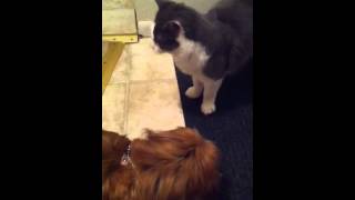 Reupload Pekingese dog and mix breed cat playing together [upl. by Raf]