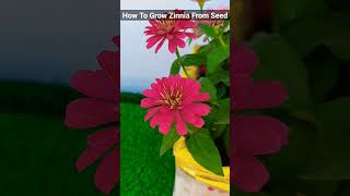 Watch Complete Video On My Channel 🤩 zinnia zinniaplants [upl. by Normand]