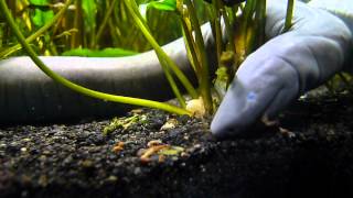 caecilian eats some bloodworms [upl. by Assirek]