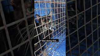 Trap Neuter Return TNR Trappers Do Such Important Work [upl. by Ahsenod]