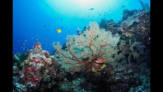 Tubbataha reef Philippines 1 min diving [upl. by Ziagos]