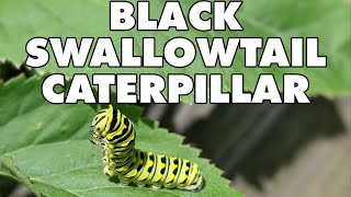 Meet The Black Swallowtail Caterpillar [upl. by Adnirol]