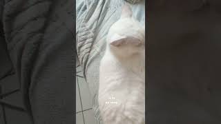 mon chat Gandalf chat [upl. by Destinee]