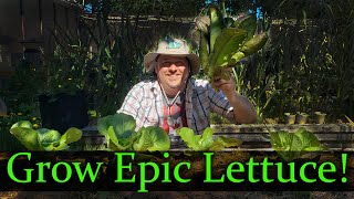 Growing Lettuce  The Definitive Guide For Beginners [upl. by Fortunato]