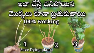 how to save dying plants in telugu  gardening [upl. by Titos]