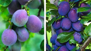 How to Plant Plums Easy Fruit Growing Guide [upl. by Gavriella]