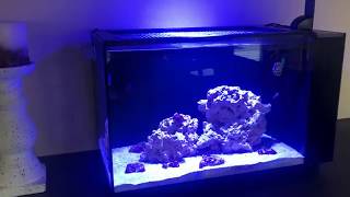 Fully Modded Fluval EVO 135 4K 60FPS [upl. by Wyon]