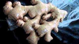 Growing Grocery store Ginger Root [upl. by Ardua]