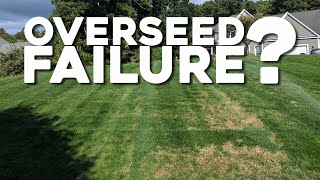 Overseed Failure  4 week update [upl. by Okwu]