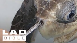 Trash Isles Turtle Gets Plastic Straw Removed From Its Nose By Rescuers  ladbiblestories [upl. by Aicenod]