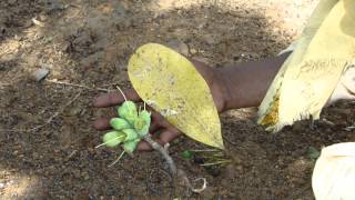 Indigenous Herbal Medicines for Cancer Prevention Pankaj Oudhias Medicinal Plant Database9930 [upl. by Aneerhs560]