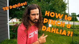 PINCH a Dahlia  Dahlia Mandrew [upl. by Yroffej]