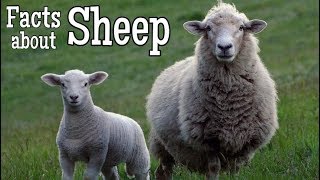 Sheep Facts for Kids  Classroom Learning Video [upl. by Ahsakat874]