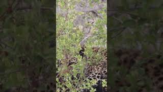 Camouflaged Leopard leopard krugernationalpark animals nature wildlife kruger trending [upl. by Aynos]